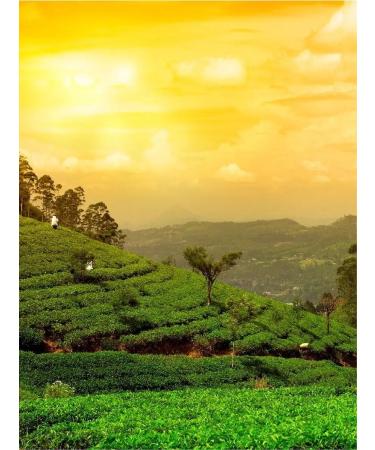 Gutenberg Green Tea thwan yin autumn gathering 500 g Chinese oolun - Buy Online on GoSupps.com