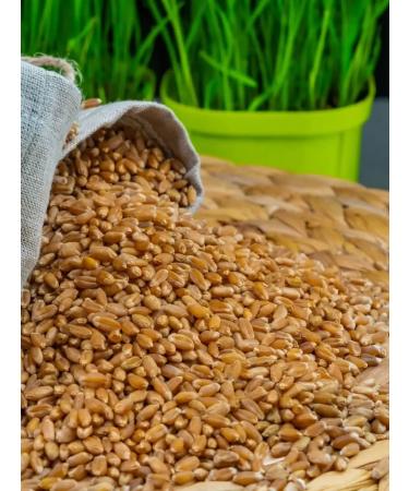 SemenaRus Wheat 10 kg microwave for weight loss agent - Buy Online on GoSupps.com