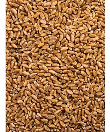 SemenaRus Wheat 10 kg microwave for weight loss agent - Buy Online on GoSupps.com