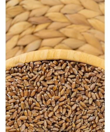 SemenaRus Wheat 10 kg microwave for weight loss agent - Buy Online on GoSupps.com