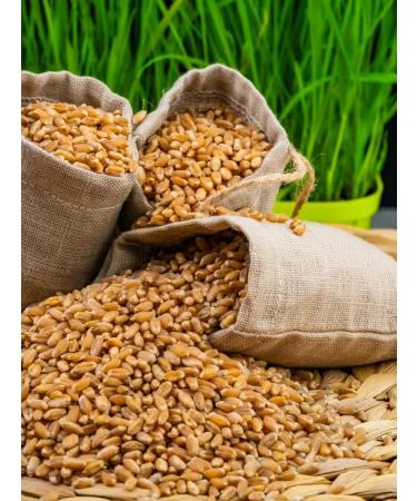 SemenaRus Wheat 10 kg microwave for weight loss agent - Buy Online on GoSupps.com