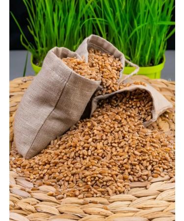 SemenaRus Wheat 10 kg microwave for weight loss agent - Buy Online on GoSupps.com