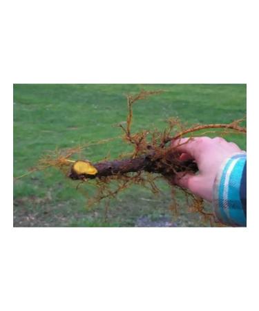 The Ural Nature Reserve Barberry root dried cut - Buy Online on GoSupps.com