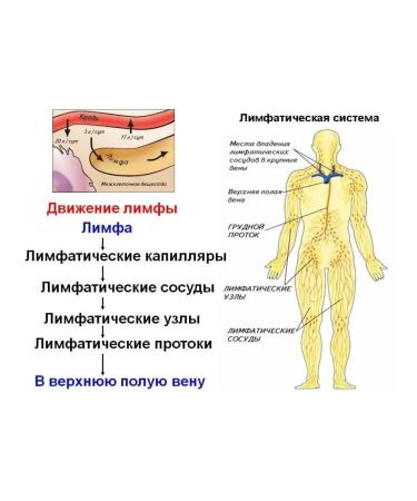 The Ural Nature Reserve Lymphodnate tea "for cleansing lymph" - Buy Online on GoSupps.com