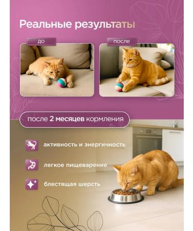 SECRET FOR PETS Cat food for dry veal 2 kg - Buy Online on GoSupps.com
