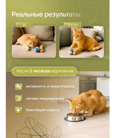 SECRET FOR PETS Cat food for dry chicken and rice 2 kg - Buy Online on GoSupps.com