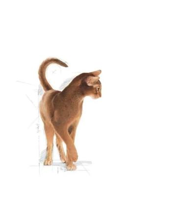 ROYAL CANIN Aroma Exigent for cats 4 kg - Buy Online on GoSupps.com