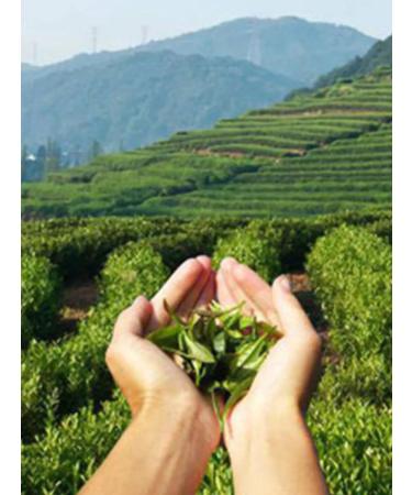 RISTON Black tea in bags 100 pcs Earl Grey with bergamot - Buy Online on GoSupps.com