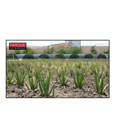 chi Aloe Vera soft shampoo without sulfate for all hair types - Buy Online on GoSupps.com