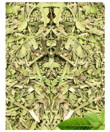 Wildly delicious Herbal collection of mint 100g - Buy Online on GoSupps.com