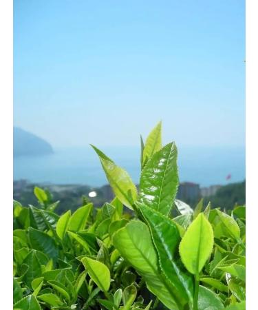 Gutenberg Black Masala-2 tea drink with additives 500 g India - Buy Online on GoSupps.com