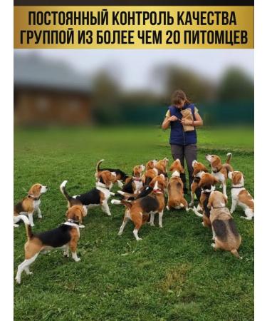 SKER Salmon oil for cats and dogs - Buy Online on GoSupps.com