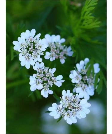 Honey of the Mamdeev family Coriandal honey with a hazelnut 410 g lean sweets pp - Buy Online on GoSupps.com