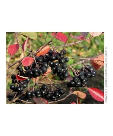 The Ural Nature Reserve Rowal is black -fruited dried - Buy Online on GoSupps.com