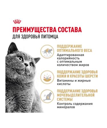 ROYAL CANIN British shorthair food for British cats 85 g x 28 pcs - Buy Online on GoSupps.com