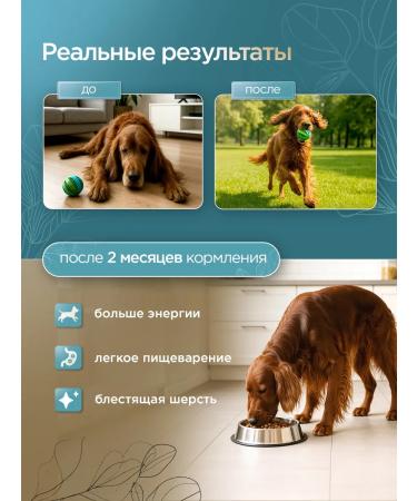 SECRET FOR PETS Dry food for dogs Secret Premium salmon and rice 2 kg - Buy Online on GoSupps.com