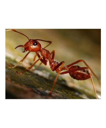 Travopar Rubbish for joints and spine warming ant - Buy Online on GoSupps.com