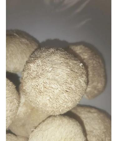 Mr Borovik Ezhovik creped fruit body 100 grams - Buy Online on GoSupps.com