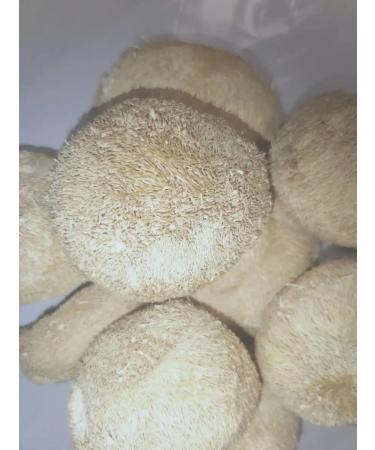 Mr Borovik Ezhovik creped fruit body 200 grams - Buy Online on GoSupps.com