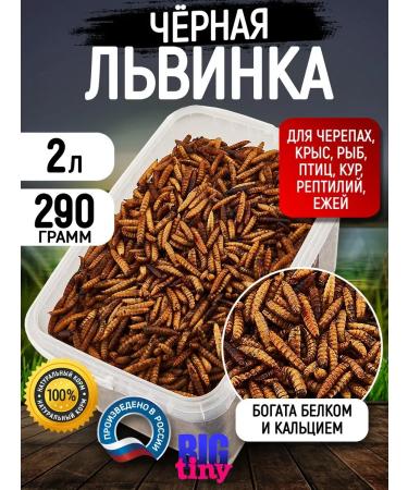 Big Tiny Black lion cub for rats of hedgehogs and reptiles