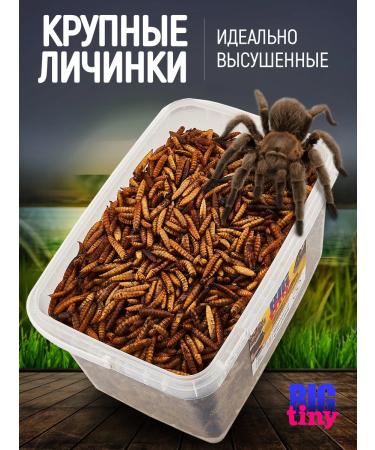 Big Tiny Black lion cub for rats of hedgehogs and reptiles - Buy Online on GoSupps.com