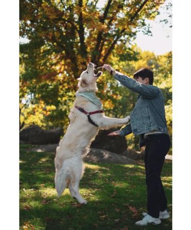 Happy Nomads Light beef size S 100g - Buy Online on GoSupps.com