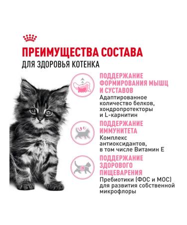 ROYAL CANIN Main Coon Kitten for kittens of breed Maine Kun 2 kg - Buy Online on GoSupps.com