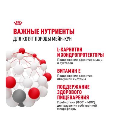 ROYAL CANIN Main Coon Kitten for kittens of breed Maine Kun 2 kg - Buy Online on GoSupps.com