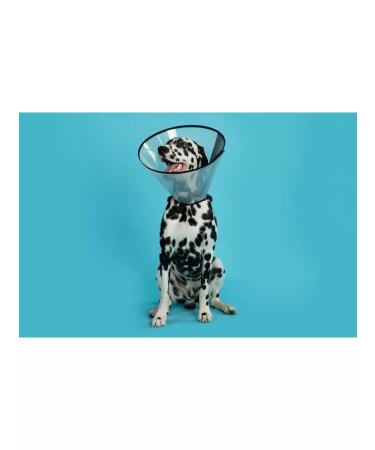 AniMall Protective collar for dogs and cats No. 40 cm on Velcro - Buy Online on GoSupps.com
