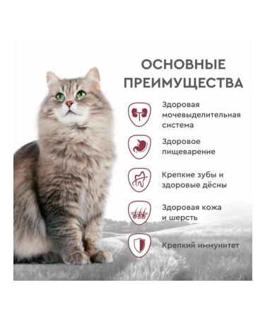 SECRET Dry food for cats meat stew 10 kg - Buy Online on GoSupps.com