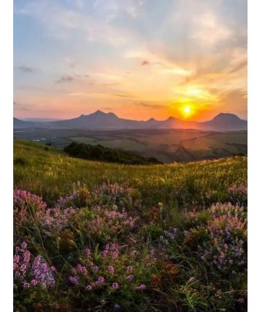 Tree of Love Thyme - Buy Online on GoSupps.com