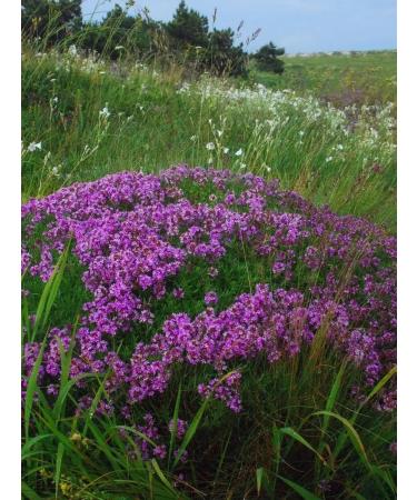 Tree of Love Thyme - Buy Online on GoSupps.com