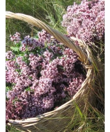 Tree of Love Thyme - Buy Online on GoSupps.com