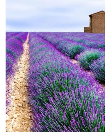 Tree of Love Lavender is dried - Buy Online on GoSupps.com