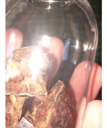 Siberian beaver The beaver stream of ramparted - Buy Online on GoSupps.com