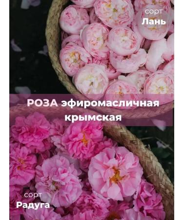 AF Turgenevskaya Crimean roses 700 ml - Buy Online on GoSupps.com