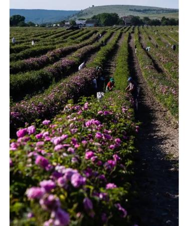 AF Turgenevskaya Crimean roses 700 ml - Buy Online on GoSupps.com