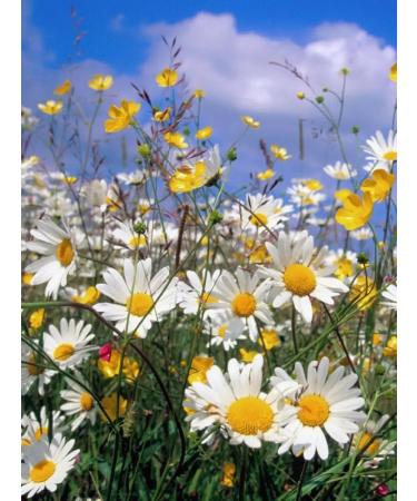 Meadow honey Gift set - Buy Online on GoSupps.com