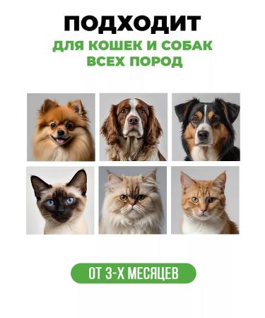 Spets Shampoo for dogs cats puppies chlorhexidine 500 ml - Buy Online on GoSupps.com