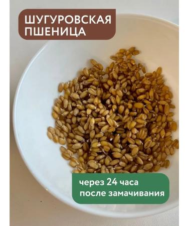 Shugurovkhleb Organic Shugurovskaya wheat 5 kg - Buy Online on GoSupps.com
