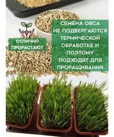 Greennation Oats Oats for brewing and germination 1.3kg - Buy Online on GoSupps.com