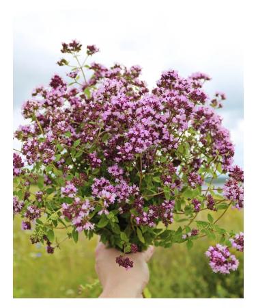 Tree of Love Oregano - Buy Online on GoSupps.com