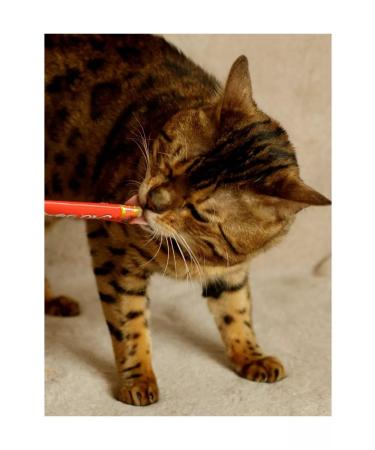 Inaba Magaro tuna treats with Maguro and sea scallop - Buy Online on GoSupps.com