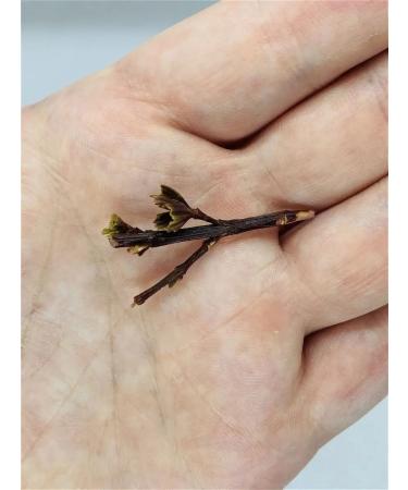 Africa Natural African herbal collection of the world -vegetable (resurrected bush) - Buy Online on GoSupps.com