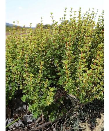 Africa Natural African herbal collection of the world -vegetable (resurrected bush) - Buy Online on GoSupps.com