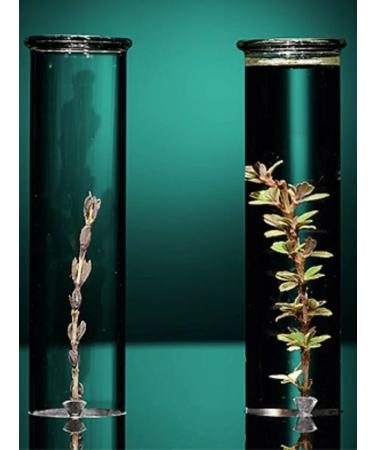 Africa Natural African herbal collection of the world -vegetable (resurrected bush) - Buy Online on GoSupps.com