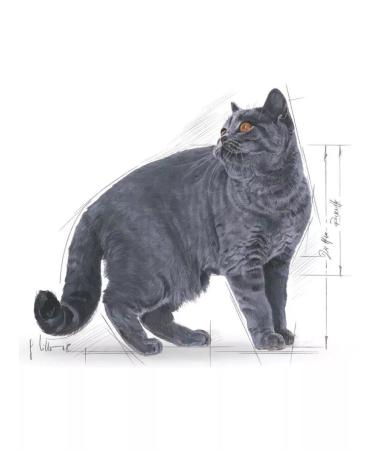 ROYAL CANIN Dry food for British cats 10kg - Buy Online on GoSupps.com