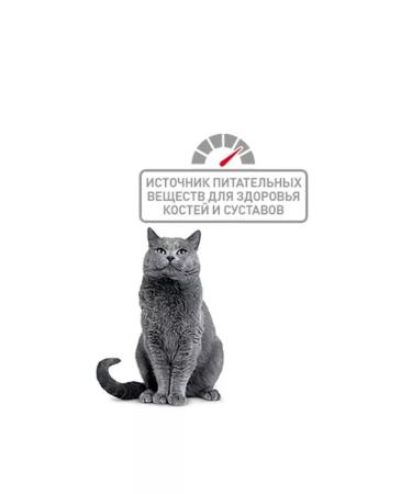 ROYAL CANIN Dry food for British cats 10kg - Buy Online on GoSupps.com