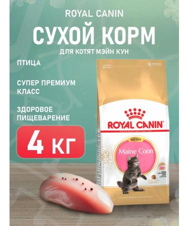 ROYAL CANIN Main Coon Kitten 36 food for kittens Mayn Kun 4 kg