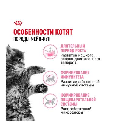 ROYAL CANIN Main Coon Kitten 36 food for kittens Mayn Kun 4 kg - Buy Online on GoSupps.com
